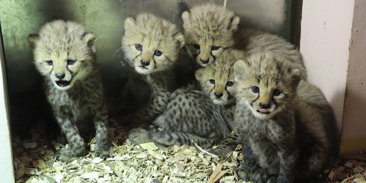 Jest ich aż pięcioro - cztery samiczki i jeden samiec! Niezwykłe narodziny w gdańskim zoo!