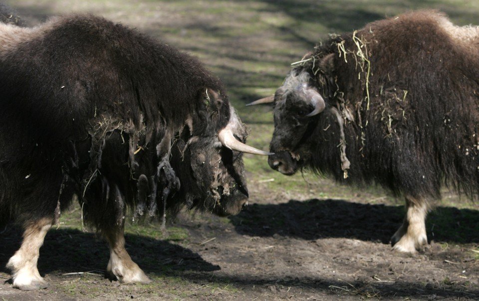 WARSZAWA ZOO WOŁY PIŻMOWE