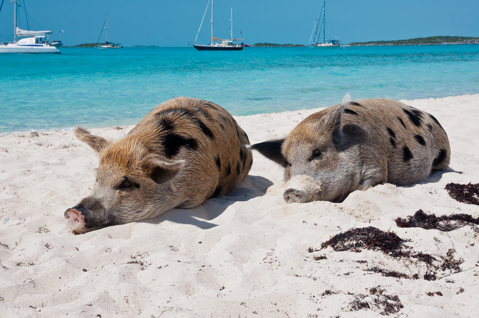 Pig Beach plaża na Bahamach zamieszkana przez świnie Podróże
