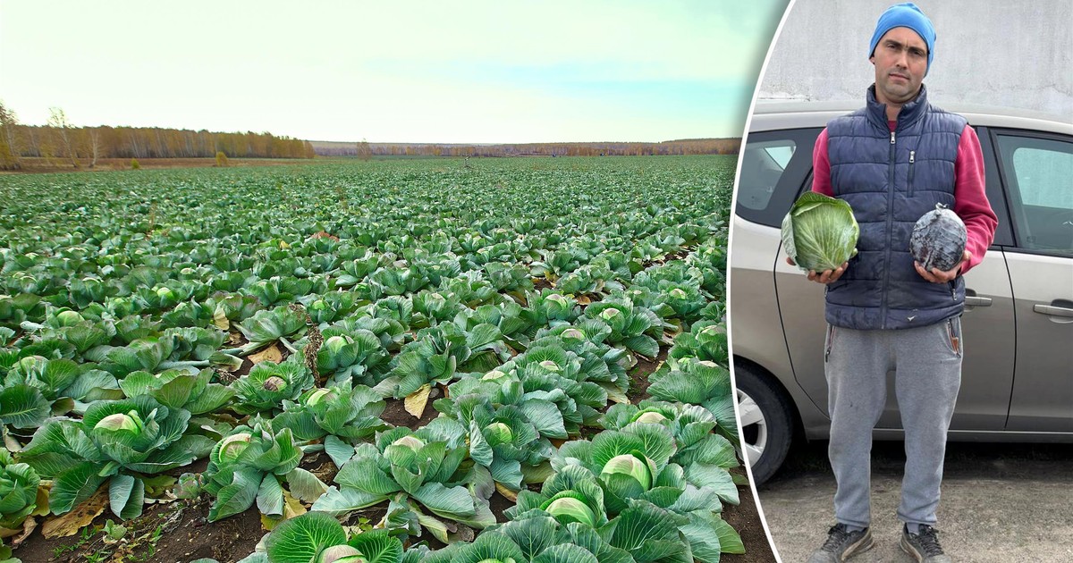 Patrzy na pole kapusty i nie dowierza. "Sprzątać się tego nie opłaca. Była Czechosłowacja"