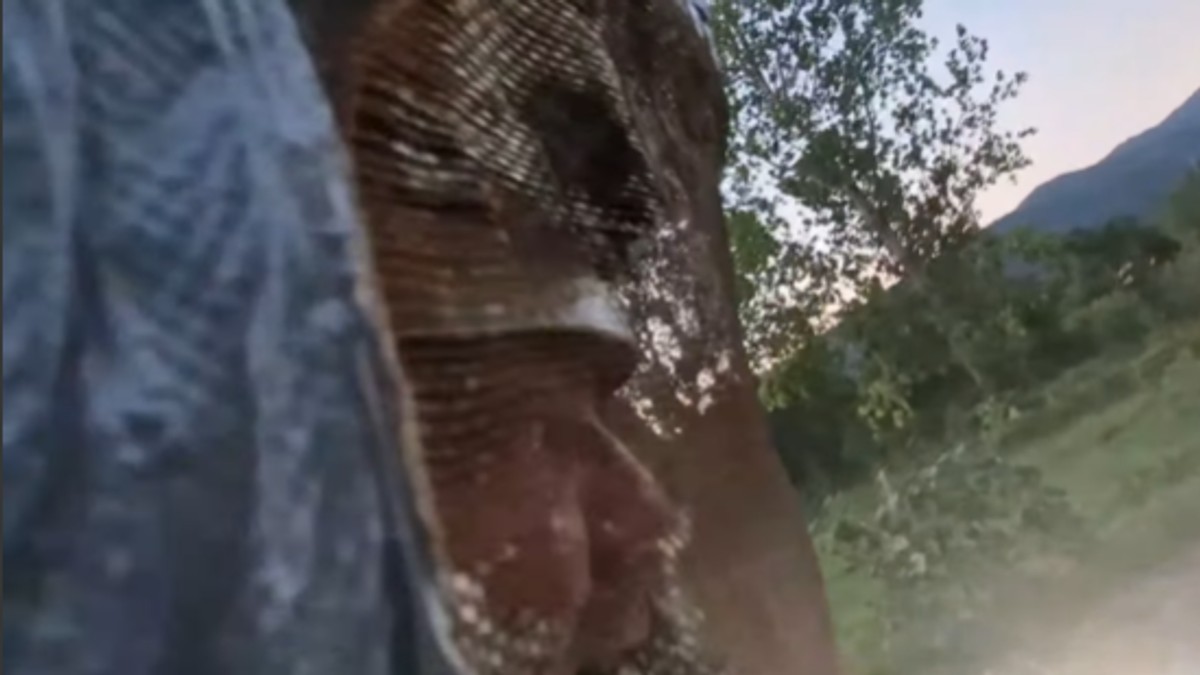 Vladica Stanković, hvatač zmija , juri stršljene