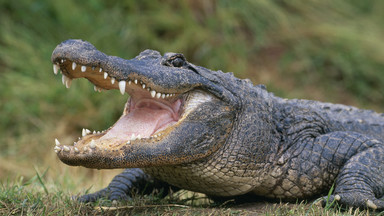 Floryda: kobieta znalazła w kuchni wielkiego aligatora