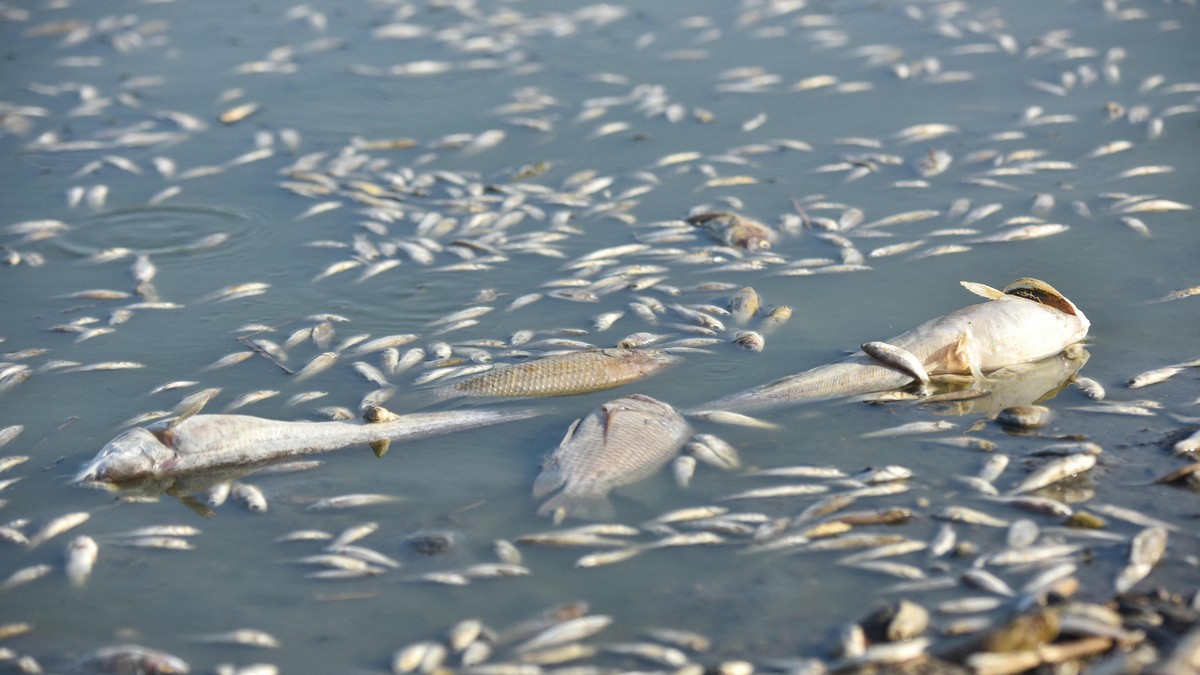 Mrtva riba - ilustracija