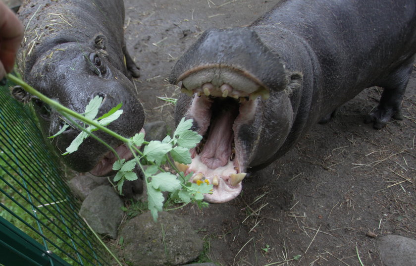 Hipoptamy z gdańskiego zoo