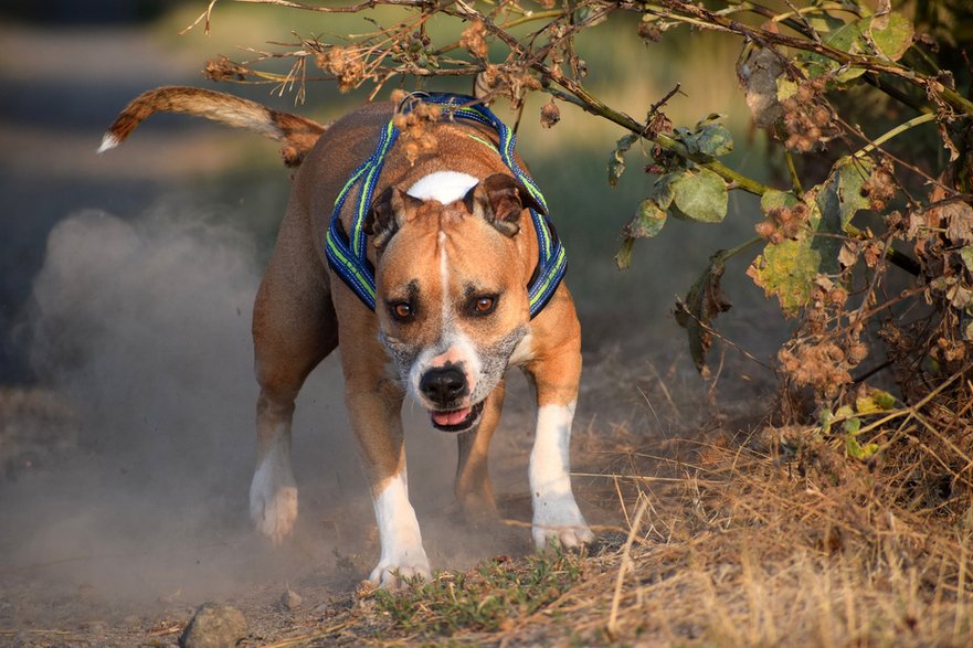 Szkolenie psa warto rozpocząć jak najwcześniej - Crazypitbull/pixabay.com