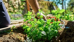 Te trzy zioła można już w marcu sadzić do gruntu. Są wytrzymałe na mróz