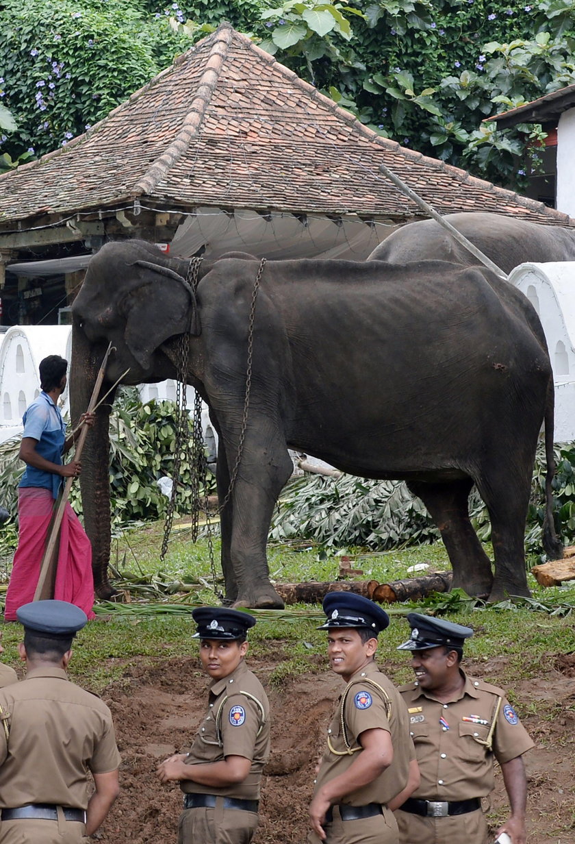 Szokujące zdjęcia słonia