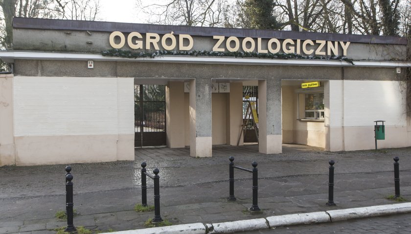 ZOO uśpiło żółwie