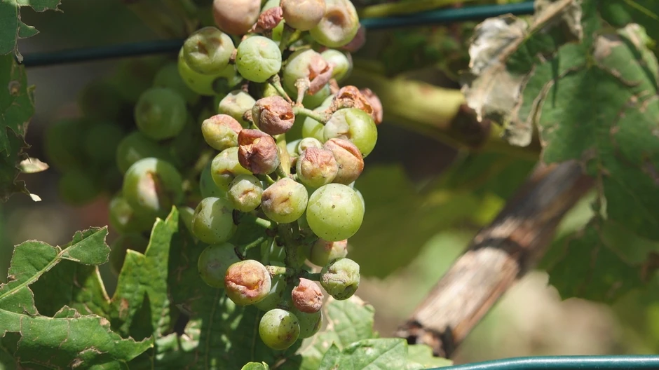 Domaćinu Radoslavu za samo par minuta oluja uništila ceo ovogodišnji rod 