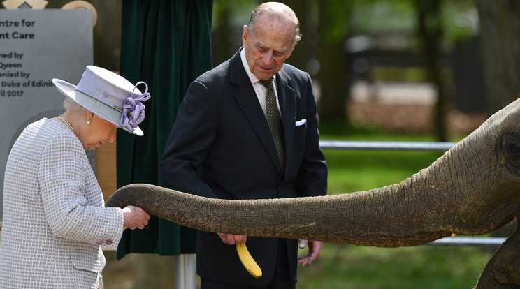 Elefántok köszöntik a királynőt / Fotó: AFP