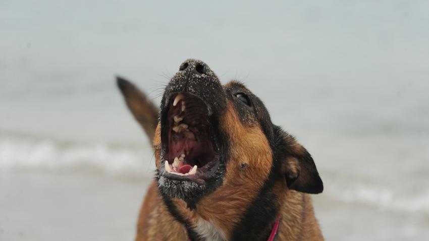 veszettség tudnivaló jel kutya harapás fertőzés