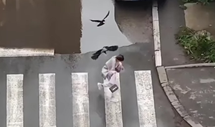 Snimak napada vrana koji je objavljen na Instagramu pre nekoliko dana