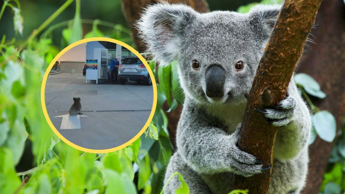 Zagubiona koala trafiła między ludzi. Ekspertka: "Jakie to smutne"