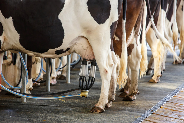 Roczna produkcja mleka w Polsce przekracza obecnie 10 miliardów kilogramów