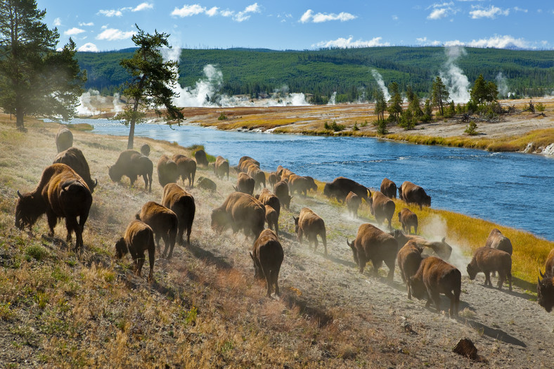 Bizony w Parku Narodowym Yellowstone
