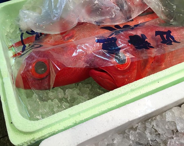 Japonia w obiektywie Brodki