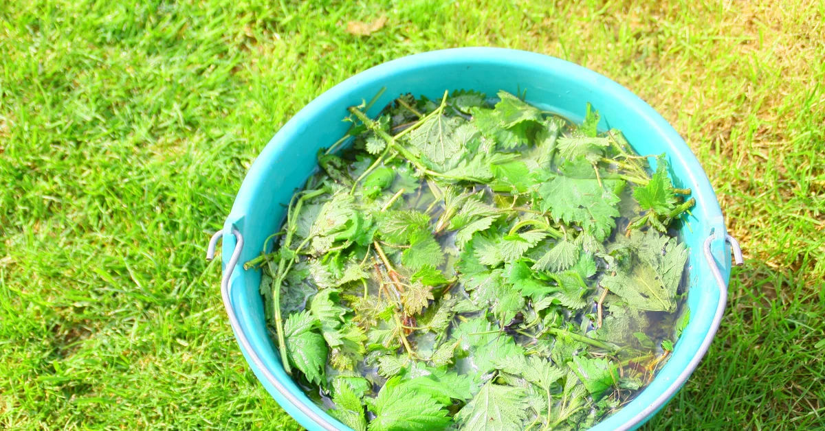 Gnojówka z pokrzywy na mszyce - jak zrobić oprysk z gnojówki na mszyce? Jak długo może stać gnojówka z pokrzyw