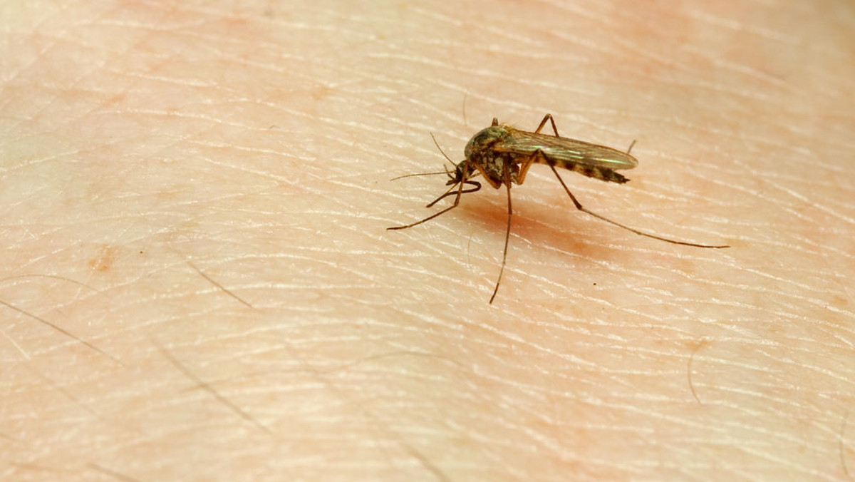 Malaria (zwana także zimnicą) jest niebezpieczną chorobą pasożytniczą grożącą turystom w ciepłych strefach klimatycznych. Co roku na tę chorobę zapada ponad 300 mln osób zamieszkujących te tereny. Także dla turystów wyjeżdżających do  tropiku, malaria stanowi poważny problem.