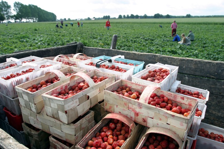 Zaorał pola truskawek. Nie chcą zierać truskawek. Kto zbiera truskawki