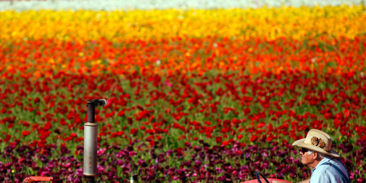 A worker drives a tractor past a field of giant tecolote ranunculus flowers at the Flower Fields in Carlsbad, California.