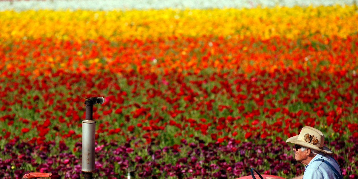 A worker drives a tractor past a field of giant tecolote ranunculus flowers at the Flower Fields in Carlsbad, California.