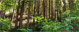 HP wyróżnione przez globalną organizację non-profit CDP, za działania w 2019r. na rzecz zrównoważonego rozwoju