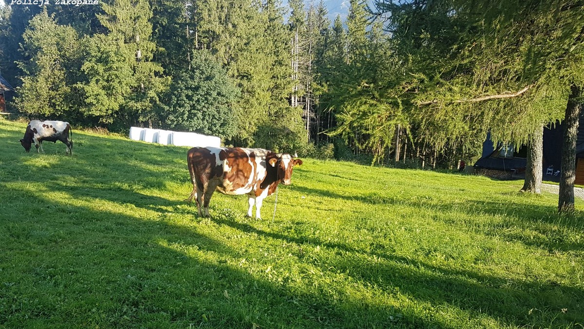 Do groźnego wypadku doszło na Gubałówce. Rodzice z 9-letnią dziewczynką podeszli zbyt blisko do pasącej się krowy. Zwierzę podnosząc gwałtownie łeb, ugodziło rogiem dziewczynkę w głowę. 9-latce pierwszej pomocy udzielili policjanci i lekarz przebywający na urlopie. 