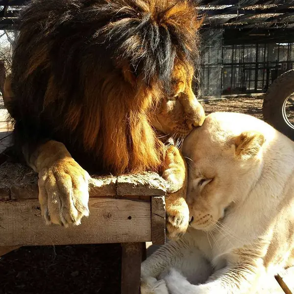 rescue-lions-love-kahn-sheila-in-sync-exotics-18