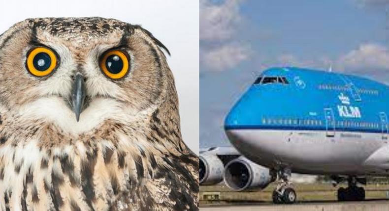 KLM to reschedule 'bird hijacked' flight- Ghana Airport Company Limited