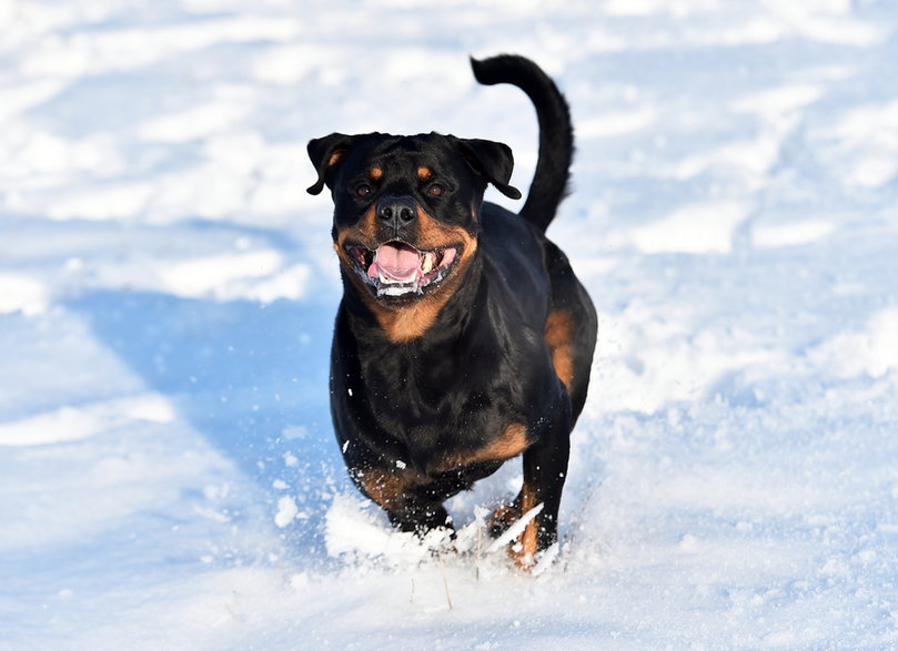 Rottweiler