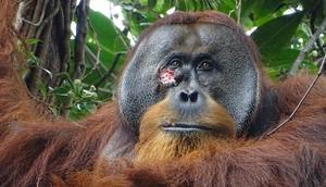 Rakus, a Sumatran orangutan living in Indonesia, chewed medicinal leaves and applied them to his own facial wound to speed healing.ARMAS/SUAQ PROJECT