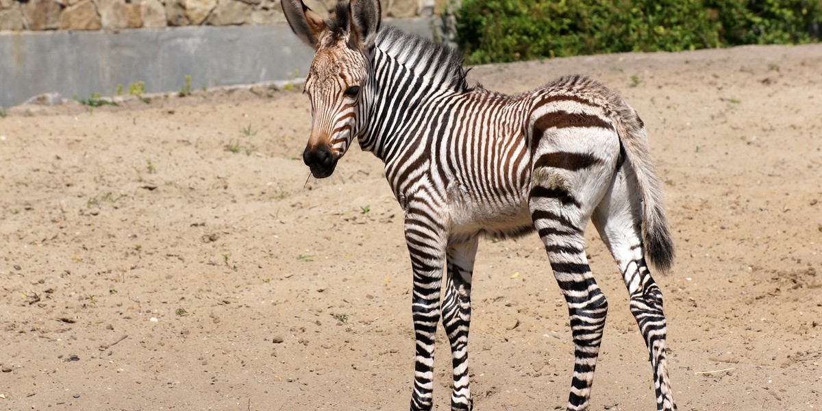 zebra