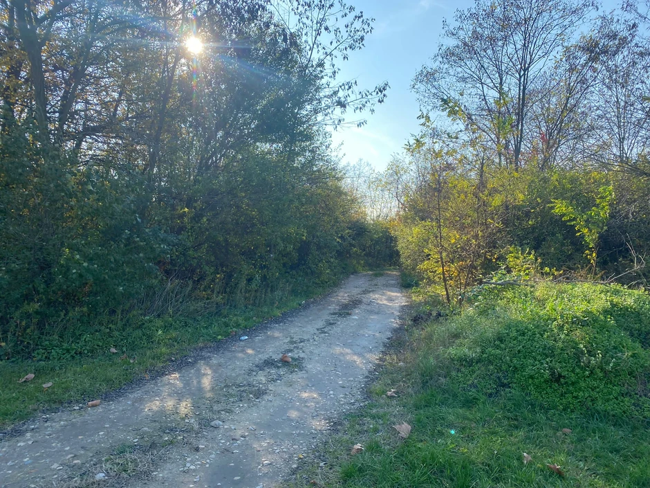 Da li je u atarima viđena domaća ugojena mačka ili panter?