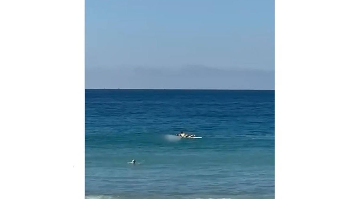 Napad ajkule, Novi Južni Vels
