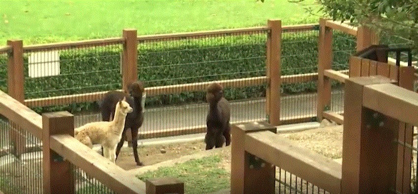 Beba alpaka ulepšala Beogradski zoo vrt