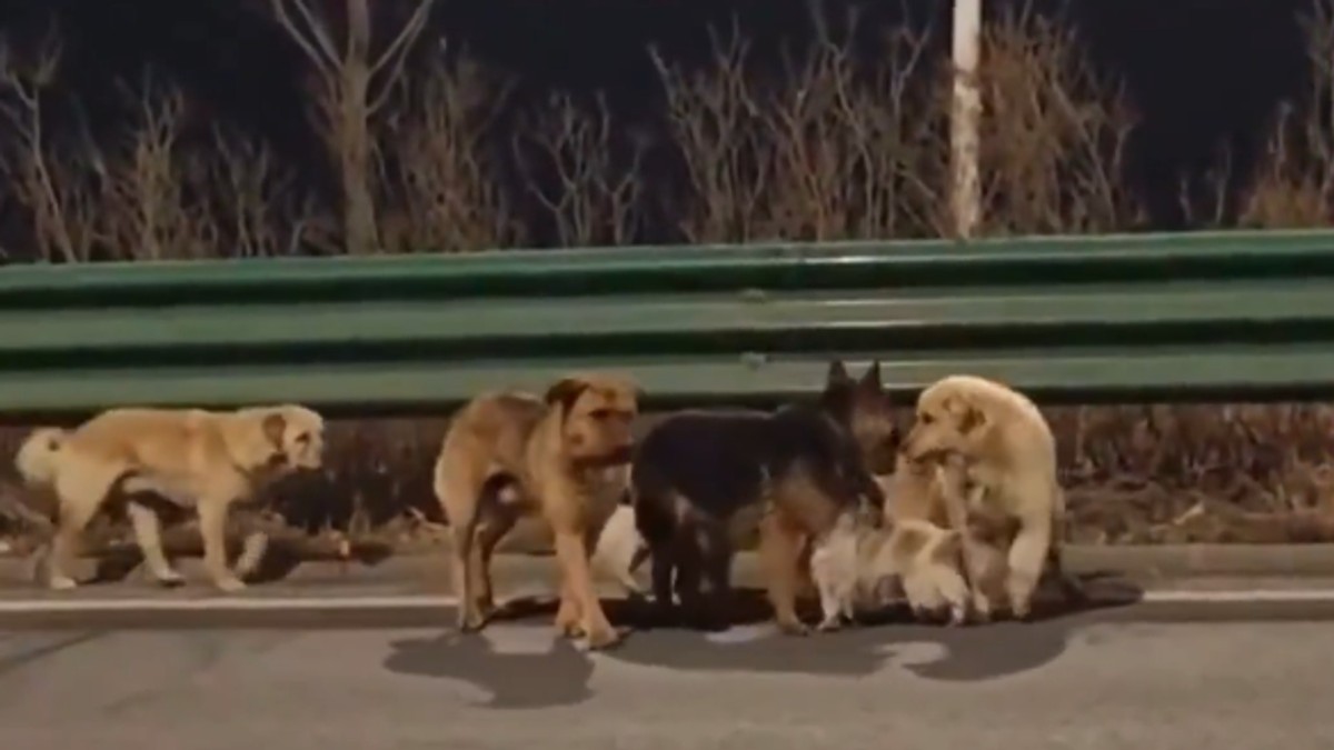 Korgi vodi ukradene pse