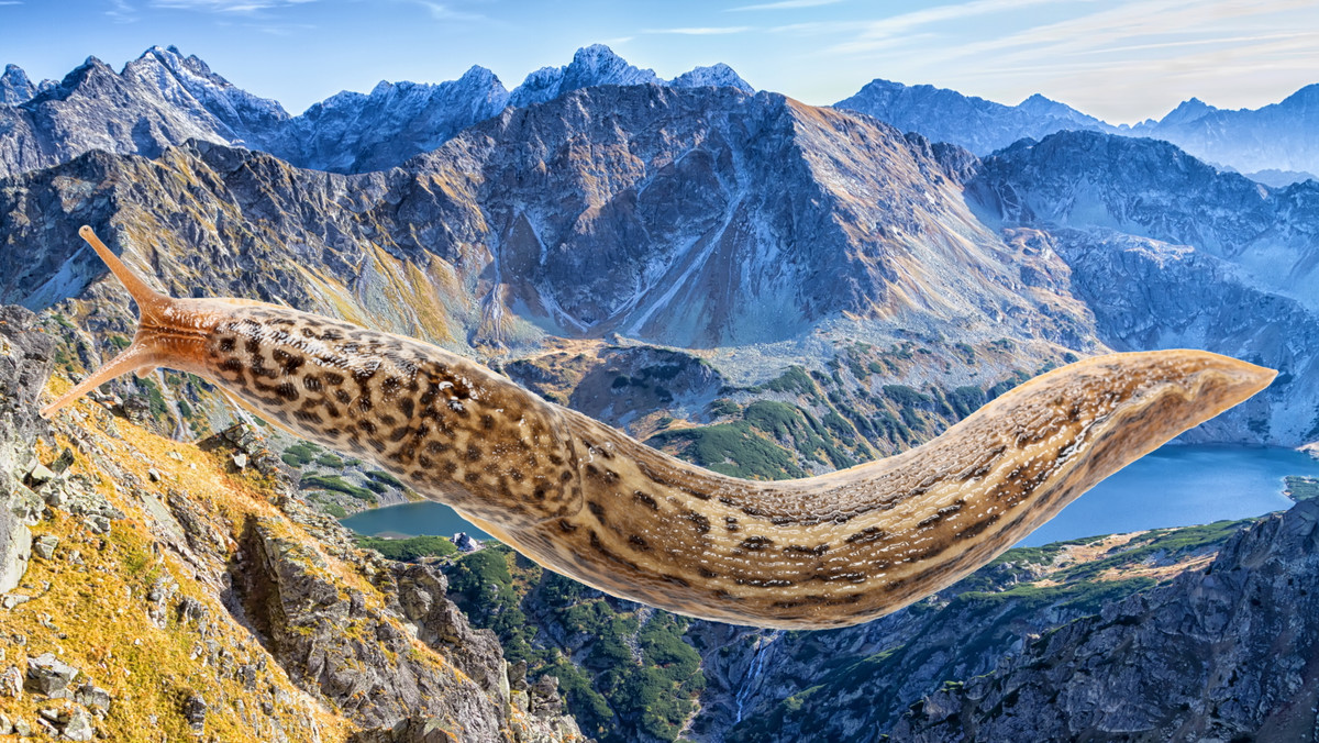 Tatry. Ten ślimak stanowi zagrożenie. Trzeba na niego uważać [ZDJĘCIA]