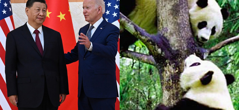 Upadek gospodarki to niejedyny problem Xi Jinpinga. Co pandy mają wspólnego z geopolityką USA i Chin? Podpowiedź ekspertów: więcej niż może się wydawać