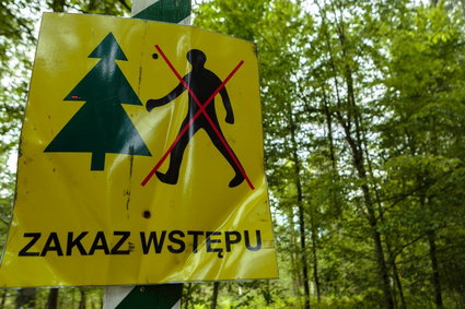 MŚ: Wstrzymanie wycinki w Puszczy Białowieskiej to 3,2 mld zł straty