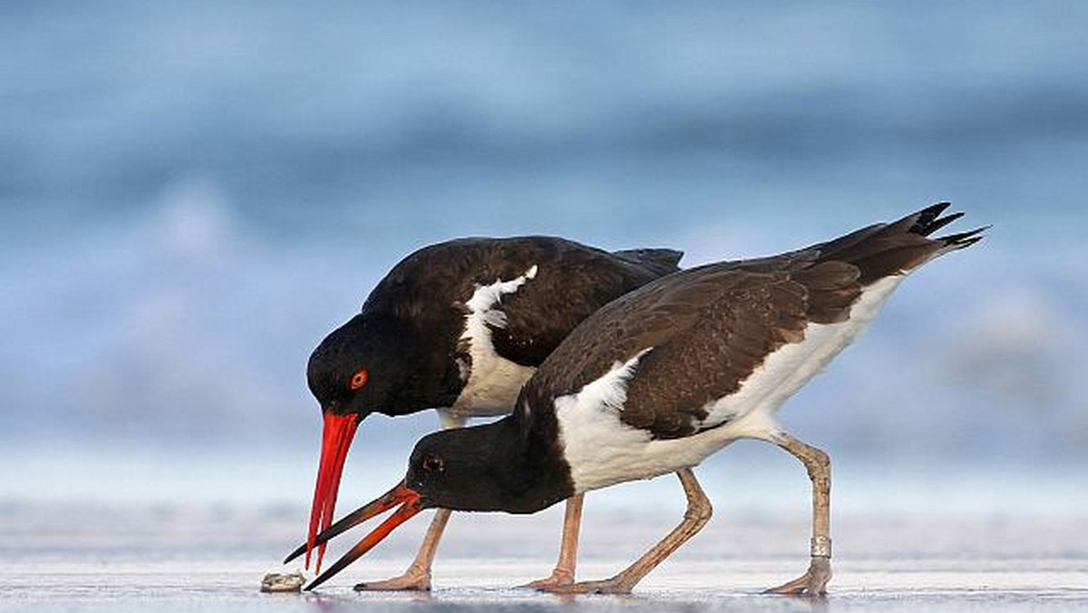 Przez cały 2012 rok, w różnych miastach będzie można podziwiać najnowszą edycję wystawy Wildlife Photographer of the Year 2011, w Polsce znaną jako Fotografia Dzikiej Przyrody 2011. Wystawę będą mogli zobaczyć mieszkańcy: Wschowa, Bytomia, Szczecina, Bielsko-Białej, Szklarskiej Poręby, Łódźi, Jeleniej Góry, Zakopanego, Olsztyna, Warszawy, Szczecina, Wrocławia.