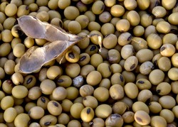 Kolejna ofiara inflacji w USA: tofu. Zwierzęta zjadają soję przeznaczoną dla ludzi