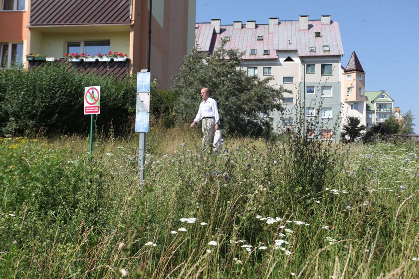 Zarośnięte trawniki na Suchaninie