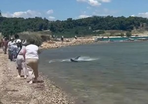 Ajkula u plićaku