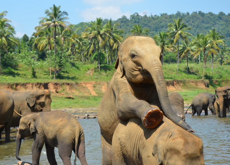 Słonie z Pinnaweli