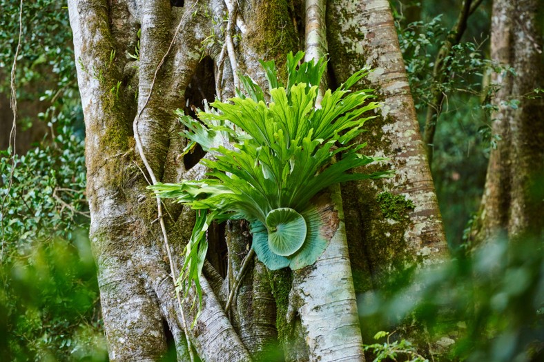 Paproć łosie rogi w naturalnym środowisku/ Park Narodowy Lamington, Queensland, Australia