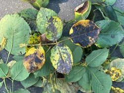 Czarna plamistość róży - jaki oprysk wykonać? Czy naturalne sposoby działają?