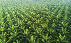 Indonezja zakazuje eksportu oleju palmowego. Będzie globalny wzrost cen