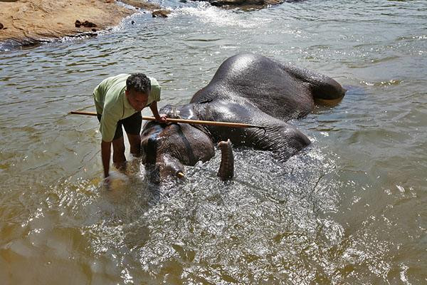 Galeria Sri Lanka - bogactwo fauny i flory, obrazek 7