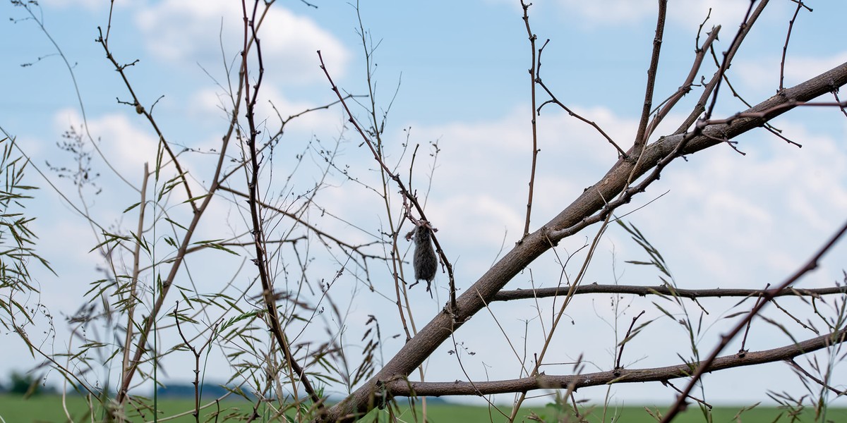 Martwe gryzonie na gałęziach to nie sprawka człowieka.