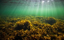 Nieznane gatunki odnalezione w Bałtyku. 'Nie byliśmy wcześniej w stanie…'